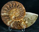 Stunning Cut & Polished Ammonite #6877-2